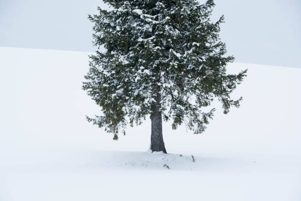 istock Pine trees on the snowy field in Biei 1045092734