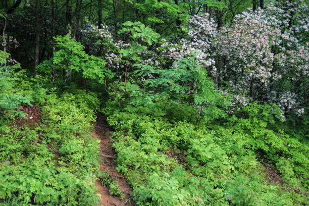 wild mountain laurel natureza paisagem - great smoky mountains great smoky mountains national park tree group of objects - fotografias e filmes do acervo