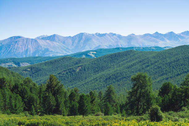 foresta di conifere contro colline con copertura forestale sotto montagne giganti e ghiacciai. cresta innevata sotto cielo cristallino blu. cima della neve negli altopiani. incredibile paesaggio montano atmosferico. - european alps cold mountain range clear sky foto e immagini stock