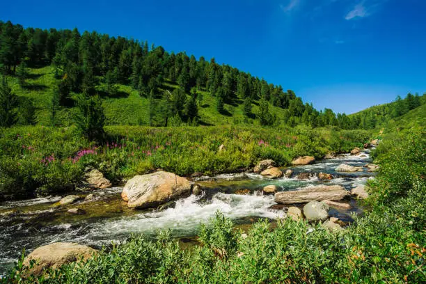 Fast water stream of mountain creek among boulders in bright sunlight in valley. Vivid grass, pink flowers, rich vegetation near brook in highlands. Amazing green landscape of majestic Altai nature.