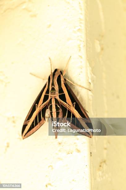 Sphingidae Wing Sphinx Moth Sphingidae With Large Wings Stock Photo - Download Image ...