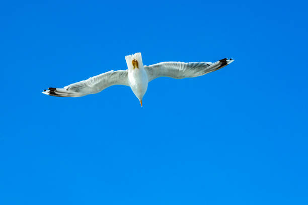 istock White gull hovering in the sky. Bird's flight. Seagull on blue sky background 1045116426