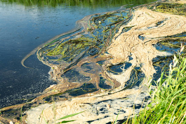 istock Environmental disaster on the river. Mass death of fish. 1045116726