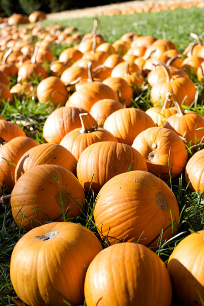 Pumpkins in a green field awaiting their buysers stock photo