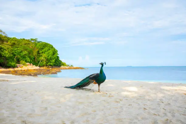 indian peacock standing on beautiful sea beach of koh munnok island rayong thailand