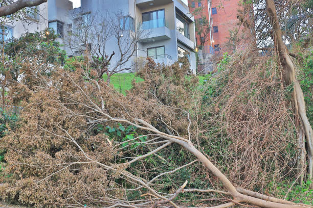 istock the Scene after Typhoon: trunk fracture collapse, 1045133256