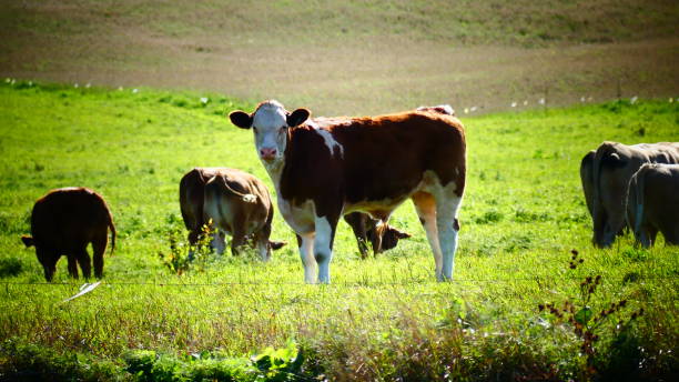 istock Cow looking at lens in a field with his herd 1045133276