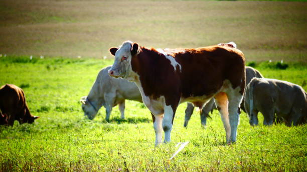 istock Herd of cows in a field 1045133298