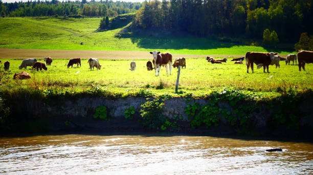 vaches broutent dans un champ au bord de l ' eau - cattle cow hill quebec fotografías e imágenes de stock