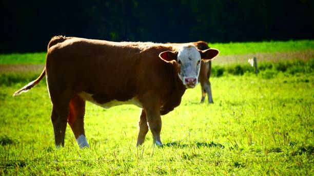 istock Beef in a field looking at goal 1045133488