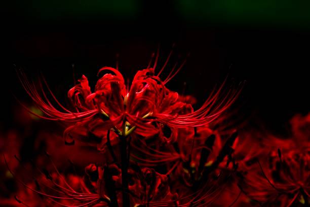 higanbana It is a picture of a bright cluster amaryllis. red spider lily stock pictures, royalty-free photos & images