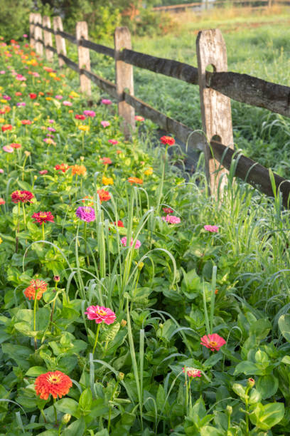 istock Zinnia by fence 1045141124