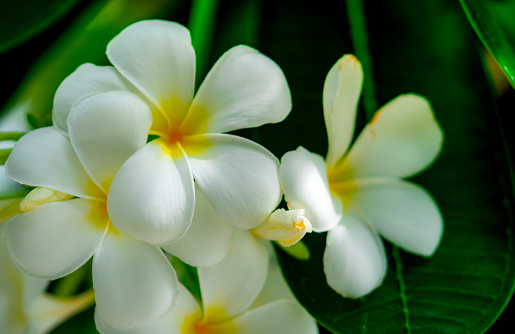 Frangipani Flower With Green Leaves On Blurred Background White Flowers  With Yellow At Center Health And Spa Background Summer Spa Concept Relax  Emotion Stock Photo - Download Image Now - iStock