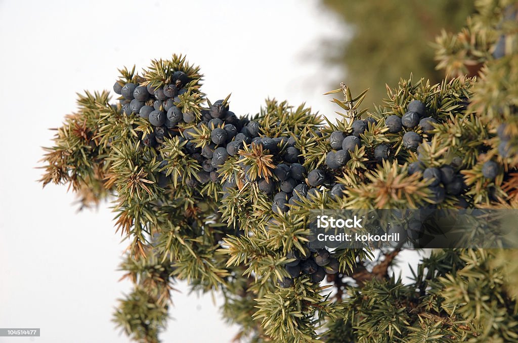 juniper s berry im Wald - Lizenzfrei Aromatherapie Stock-Foto