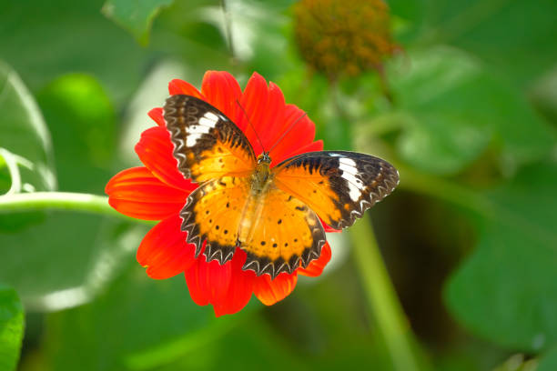 istock butterfly and red flowers 1045146412