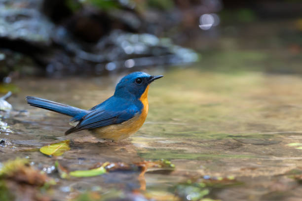 Hill blue flycatcher standing in a puddle