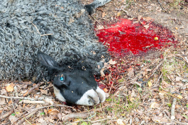 istock Dead black sheep with throat cut, Blood on grass. 1045154786