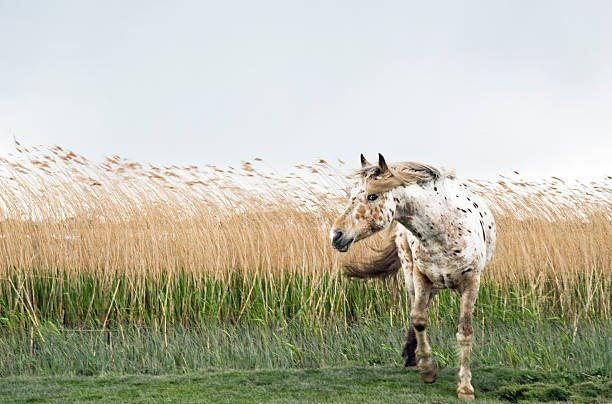 Horse in a field with reed in a natural park in sunlight in winter, Oostvaardersplassen in Almere, Flevoland, The Netherlands, March 7, 2020