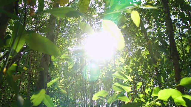 Light Survive Tree Eucalyptus tree