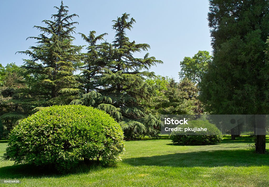 Prato e albero - Foto stock royalty-free di Albero