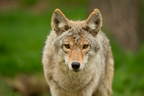 Coyote Stare