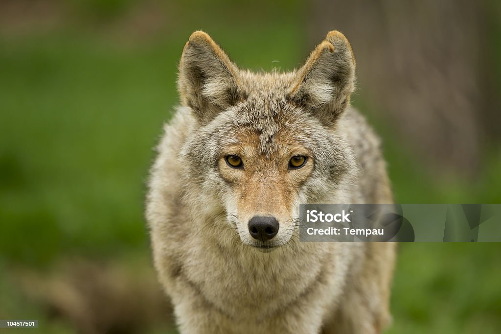 Coyote Stare  Coyote Stock Photo