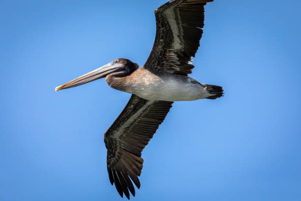 istock Pelican open flying with wings fully spread out 1045177256