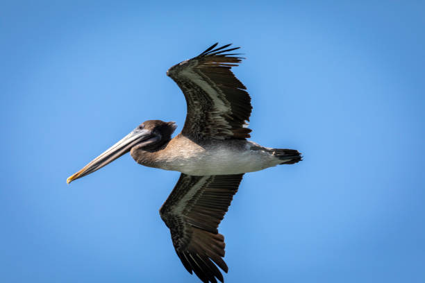 istock Pelican open flying with wings fully spread out 1045177326