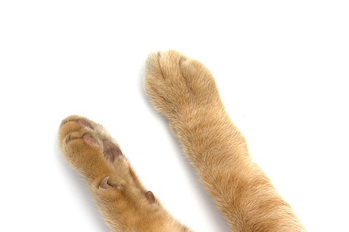 Cat's feet isolated on white background.