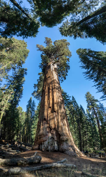 istock General Sherman, world's largest tree, standing over 275 feet and 36 feet in diameter. 1045182844