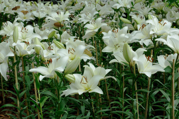 Lily. White Lily is blooming in winter at the park of Chiang Rai Province in Thailand. nub stock pictures, royalty-free photos & images