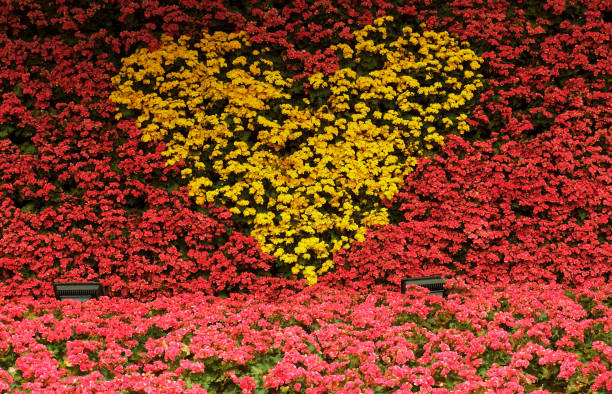 istock Big Begonia Flower. 1045182850