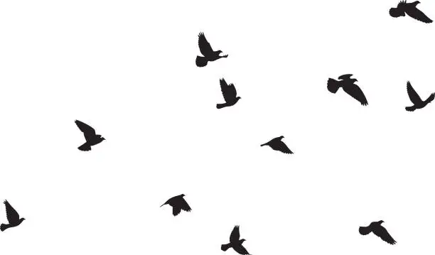 Vector illustration of Pigeons Flying Silhouettes 3