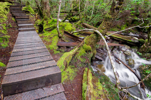 istock Crater Falls in Cradle Mountain 1045192718