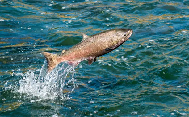 Close Up of a female Chinook Salmon Jumping in the Feather River of California during spawning season