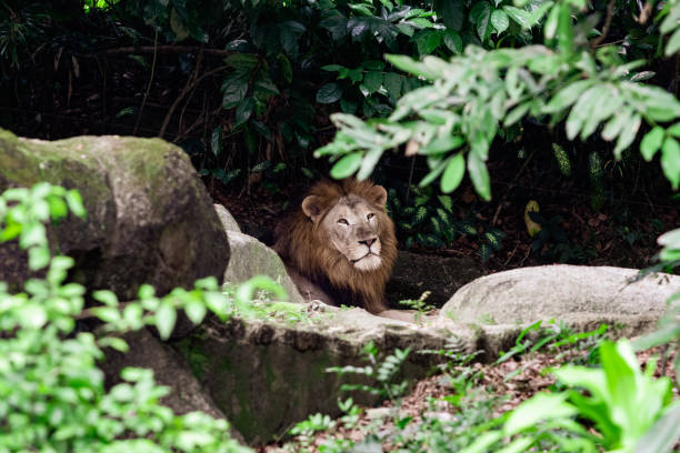 istock Male Lion resting in a lush environment surrounded by trees 1045197420