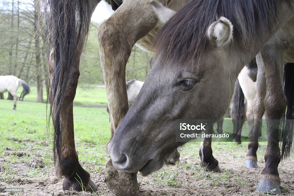 tarpan horses grooming eachother  Animal Stock Photo