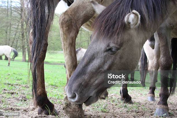 Tarpan Horses Grooming Eachother Stock Photo - Download Image Now - Animal, Animal Head, Animal Leg