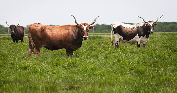 istock Texas Longhorn Cattle in South Dakota 104520642