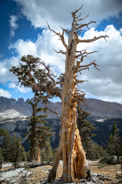 torcida meia árvore sequoia morta, com um ramo vivo.  na sierra nevada, sequoia national park, califórnia - twisted branch tree california - fotografias e filmes do acervo