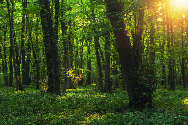 istock Sun beams through thick  trees branches in dense green forest 1045206626