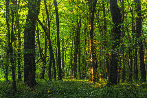 Sun beams through thick  trees branches in dense green forest