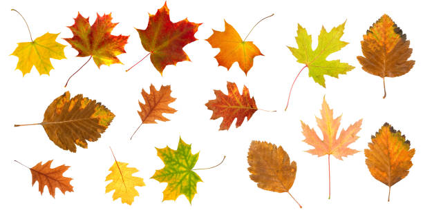 istock isolated image of autumn leaves close-up 1045212626