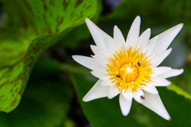 istock Beautiful white lotus with bee 1045212682