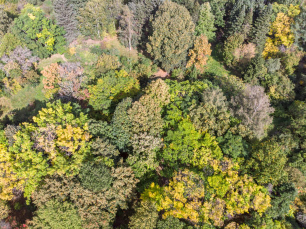 istock aerial view over trees in autumn forest 1045212798