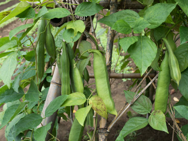 istock Cultivation of sword beans 1045213062