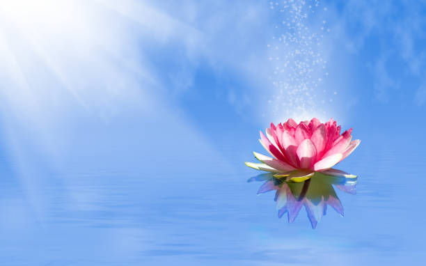 istock magic lotus flower on the water 1045213400