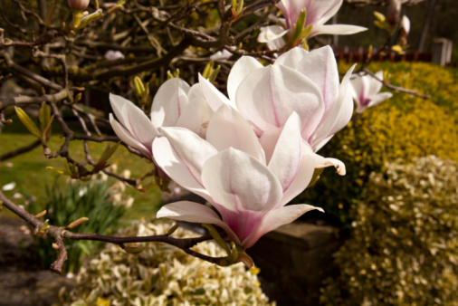 Southern magnolia Exmouth flower (Magnolia grandiflora Exmouth)