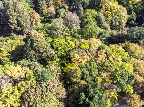 istock autumn landscape with colorful forest background 1045221652