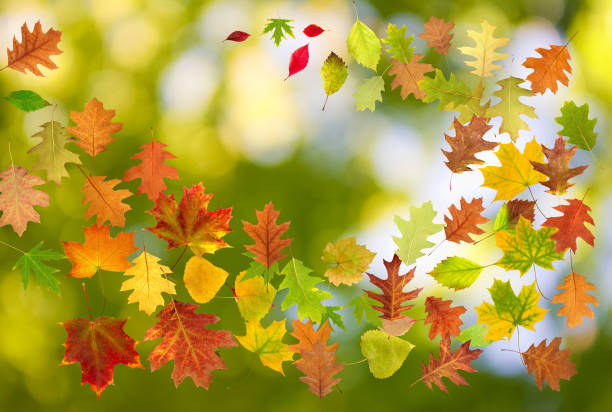 istock image of autumn leaves on green background 1045221668